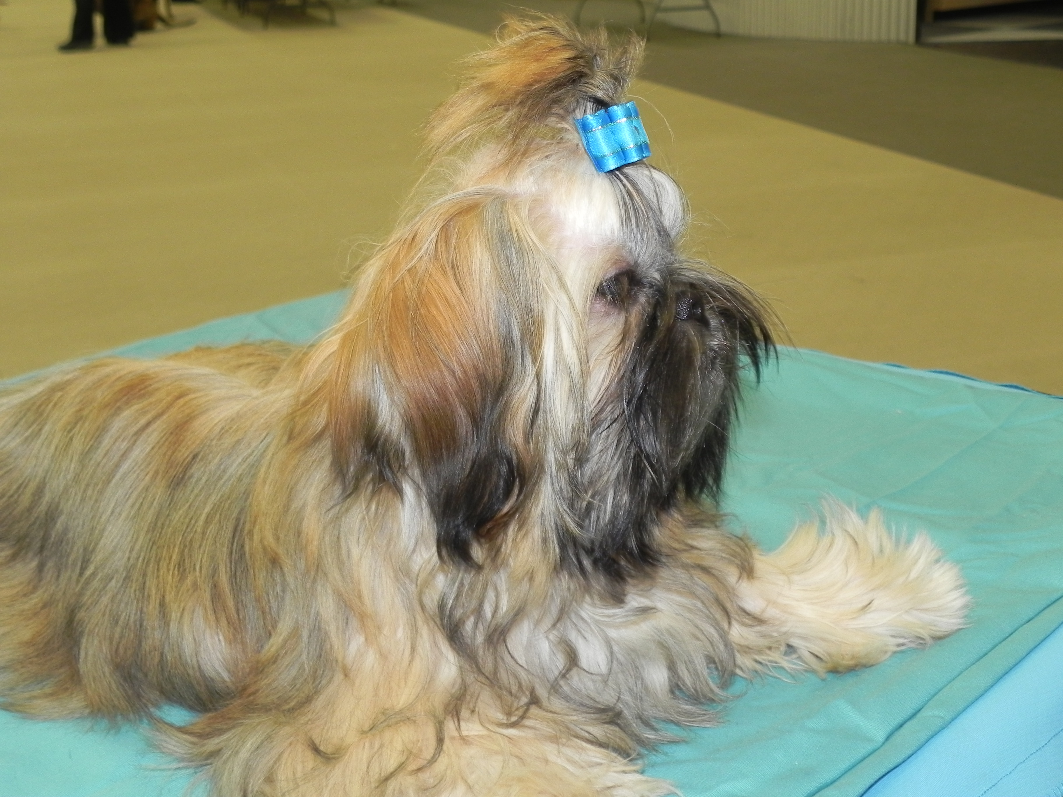 Classic Kennels Shih Tzu
